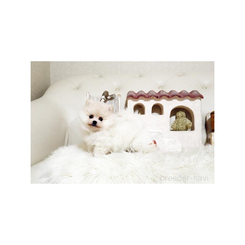 販売中の佐賀県のポメラニアン-439594の3枚目