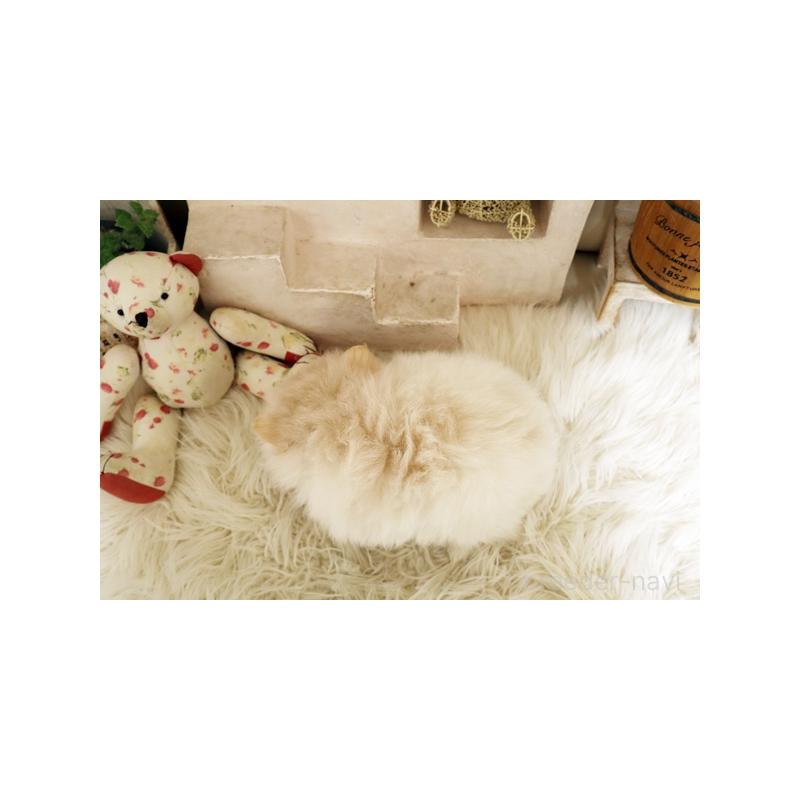 販売中の佐賀県のポメラニアン-439594の2枚目