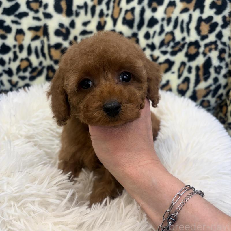 販売中ののタイニープードル-439595