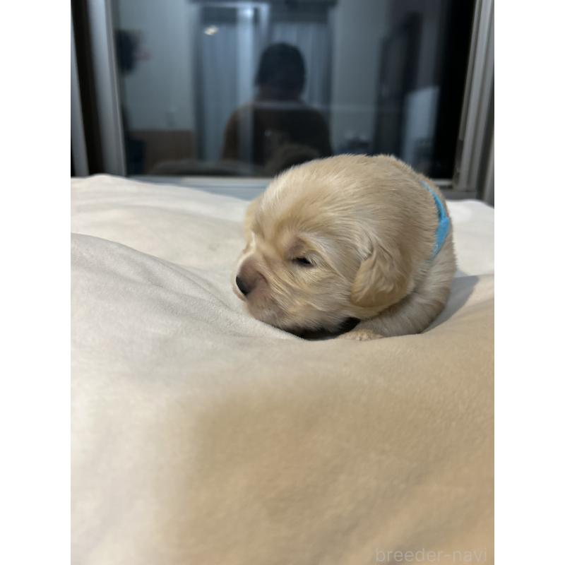 販売中の福岡県のゴールデンレトリーバー-439596の9枚目