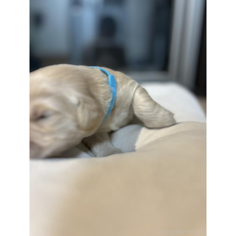 販売中の福岡県のゴールデンレトリーバー-439596の7枚目