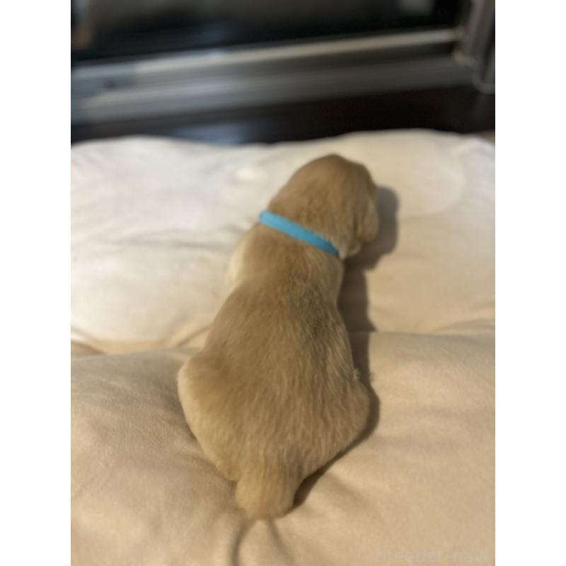 販売中の福岡県のゴールデンレトリーバー-439596の6枚目