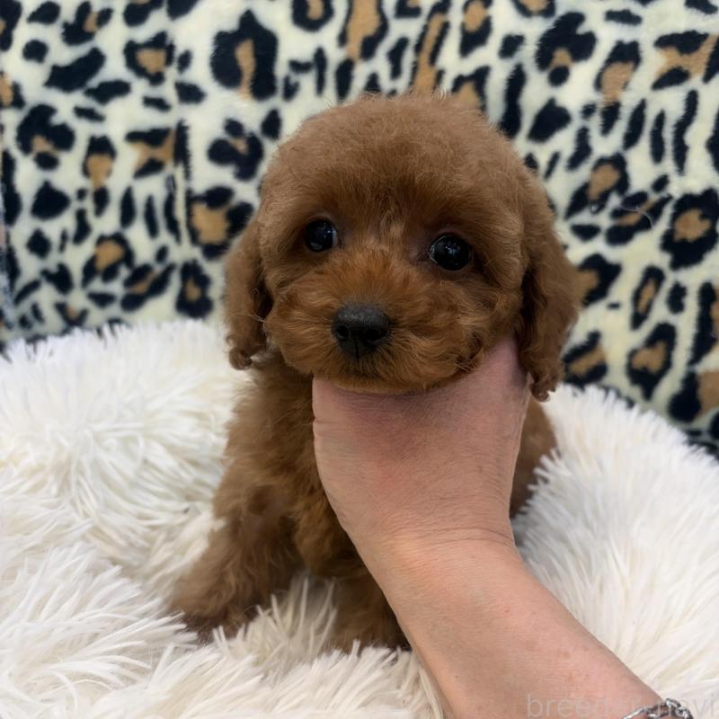 販売中の東京都のタイニープードル-439595の3枚目