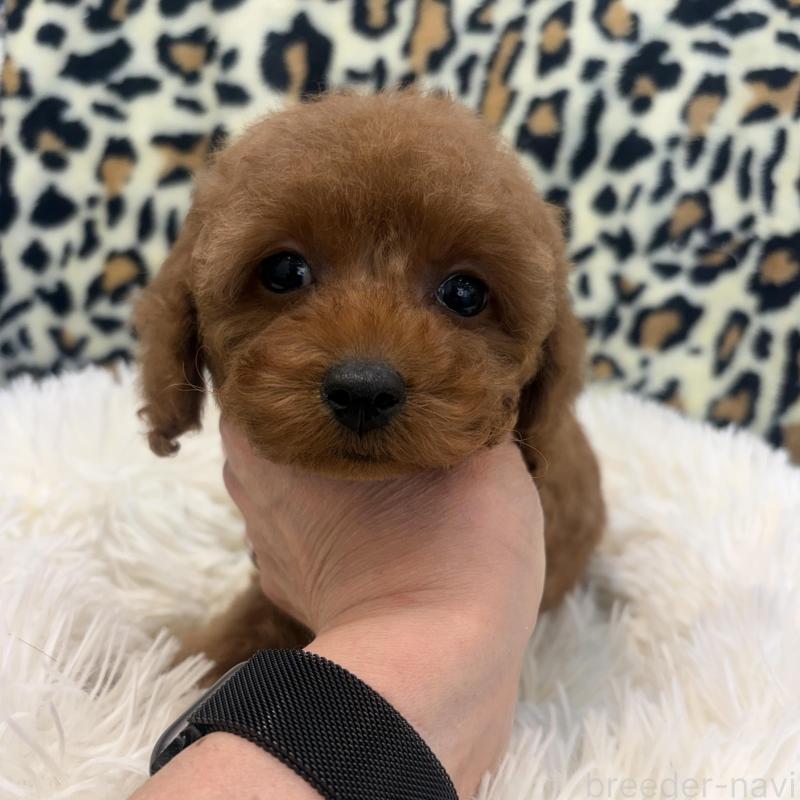 販売中の東京都のタイニープードル-439595の2枚目