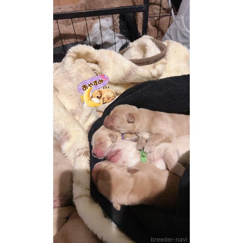 販売中の福岡県のゴールデンレトリーバー-439596の3枚目