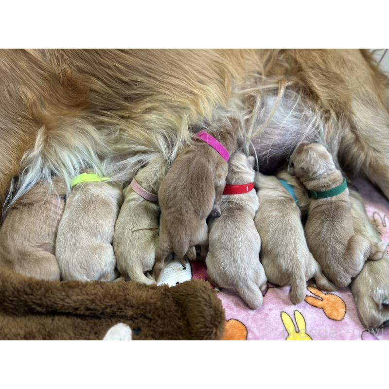 販売中の福岡県のゴールデンレトリーバー-439596の2枚目