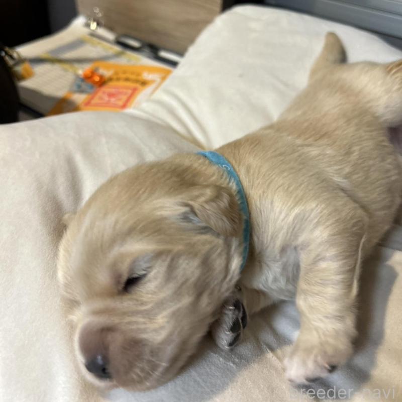 販売中の福岡県のゴールデンレトリーバー-439596