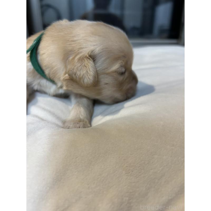 販売中の福岡県のゴールデンレトリーバー-439598の4枚目