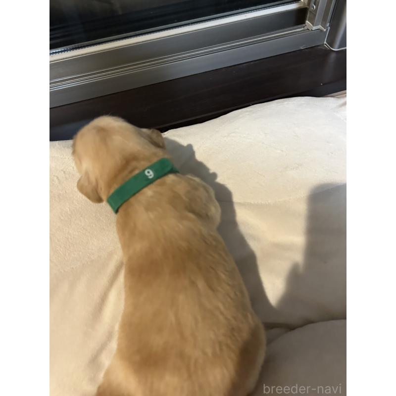 販売中の福岡県のゴールデンレトリーバー-439598の3枚目