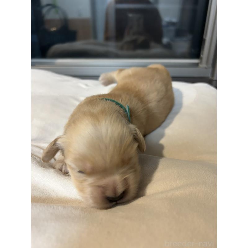 販売中の福岡県のゴールデンレトリーバー-439598の2枚目