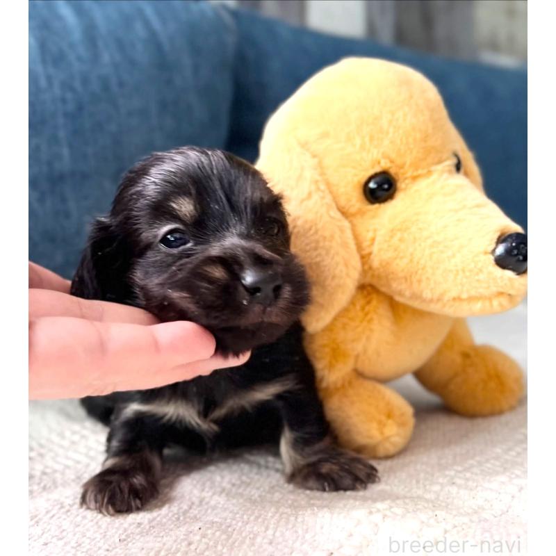 販売中の東京都のカニンヘンダックスフンド(ロングヘアード)-439600の6枚目