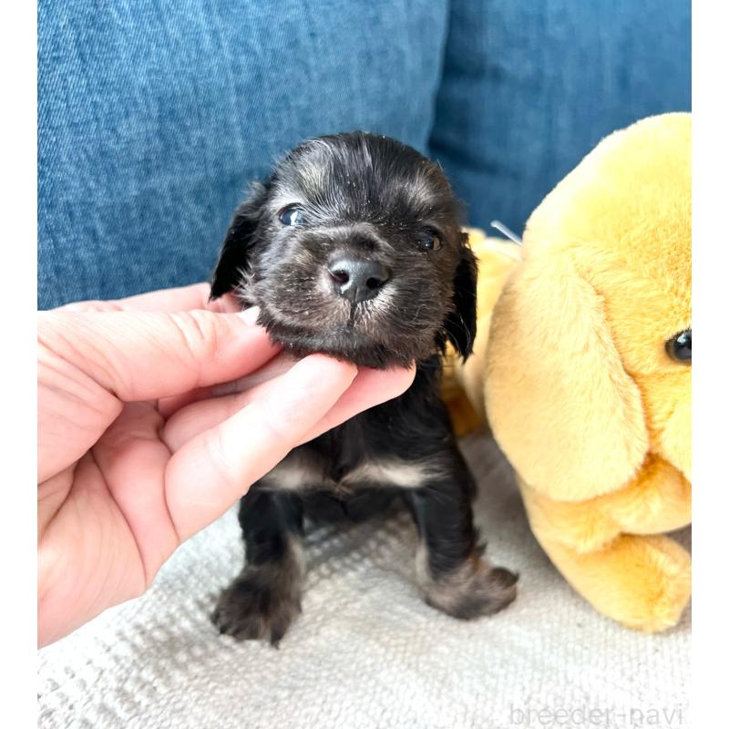 販売中の東京都のカニンヘンダックスフンド(ロングヘアード)-439600の5枚目