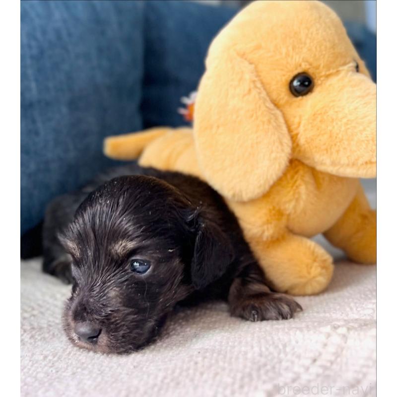 販売中の東京都のカニンヘンダックスフンド(ロングヘアード)-439600の4枚目