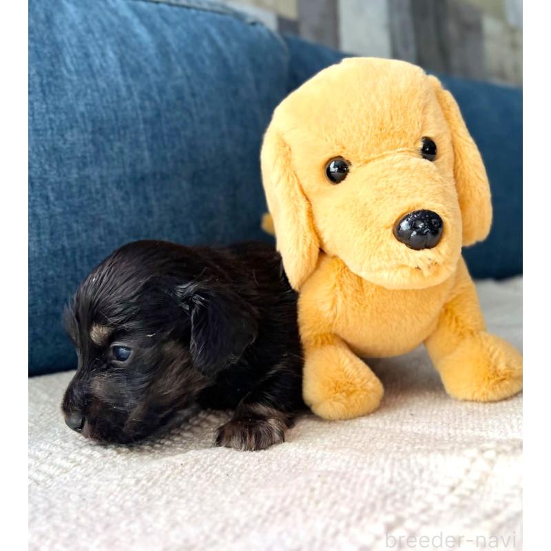 販売中の東京都のカニンヘンダックスフンド(ロングヘアード)-439600の3枚目