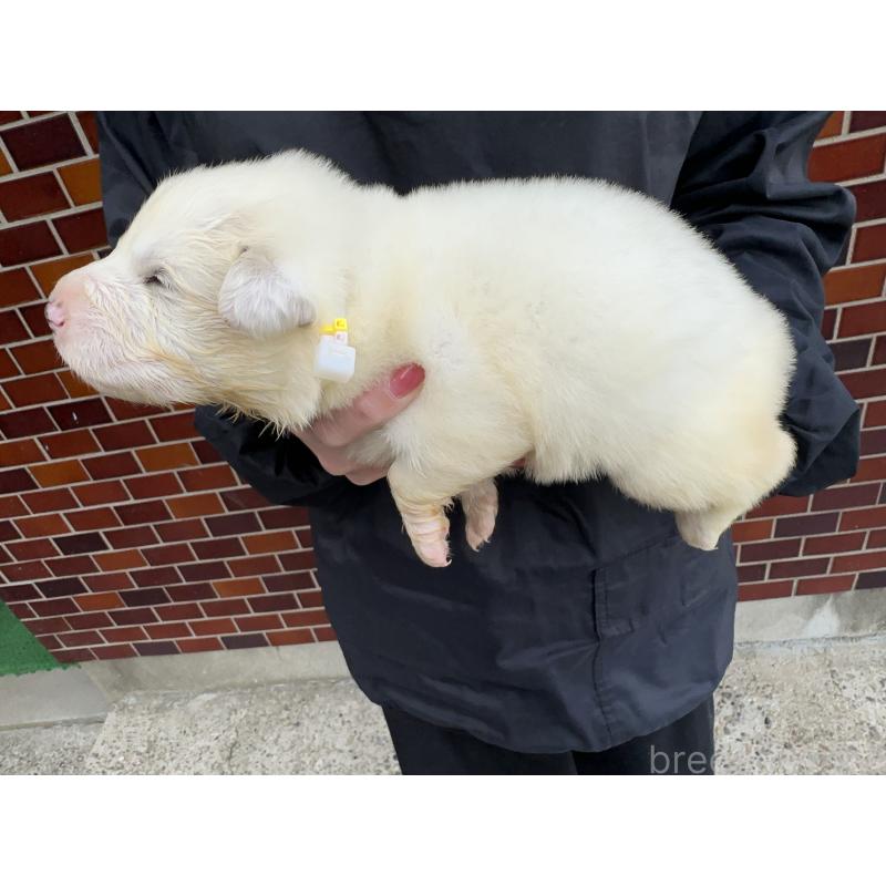 販売中の千葉県のグレートピレニーズ-439603の9枚目