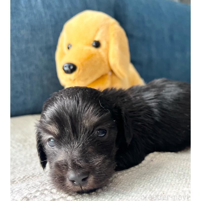 販売中の東京都のカニンヘンダックスフンド(ロングヘアード)-439600の2枚目