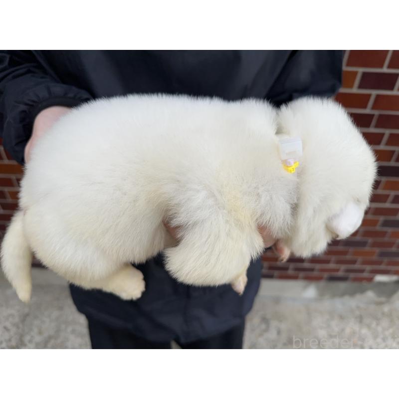 販売中の千葉県のグレートピレニーズ-439603の8枚目