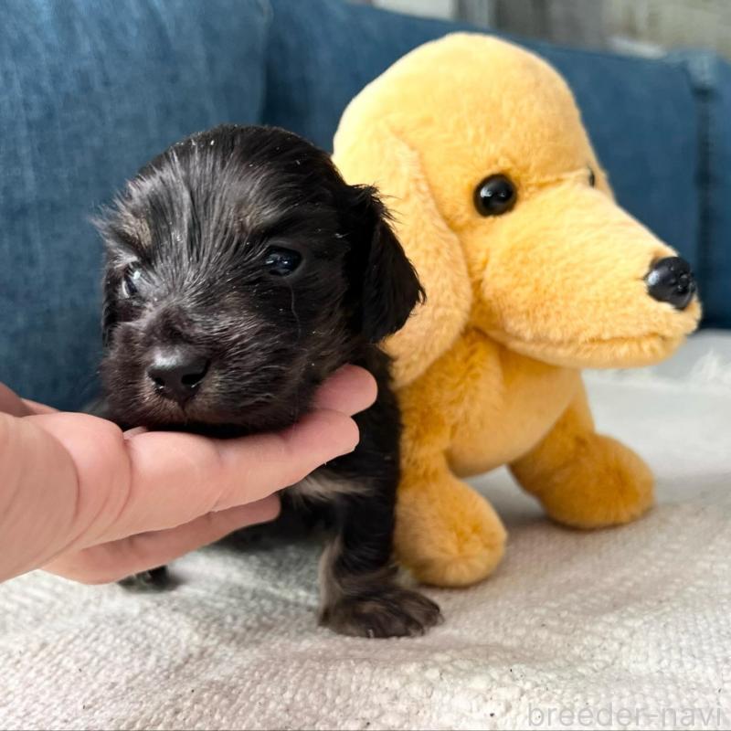 販売中の東京都のカニンヘンダックスフンド(ロングヘアード)-439600の1枚目
