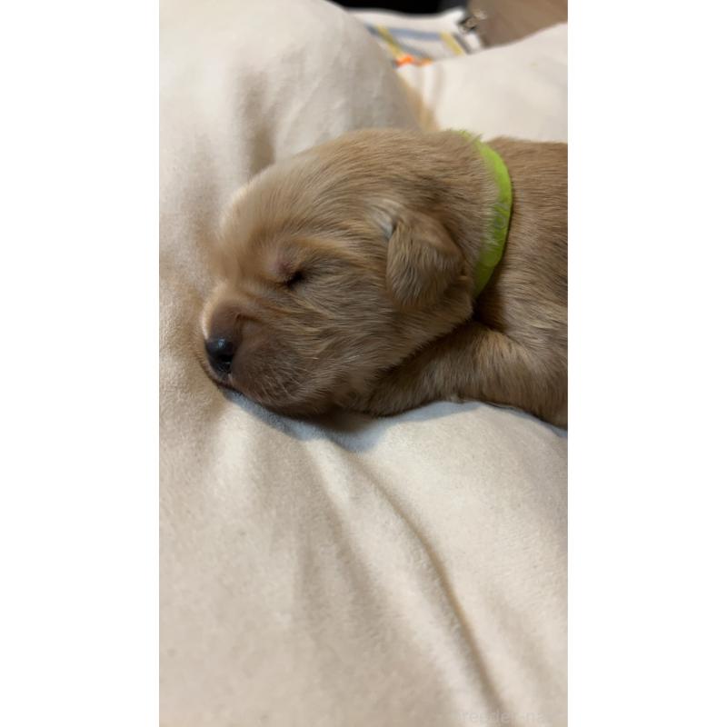 販売中の福岡県のゴールデンレトリーバー-439601の4枚目