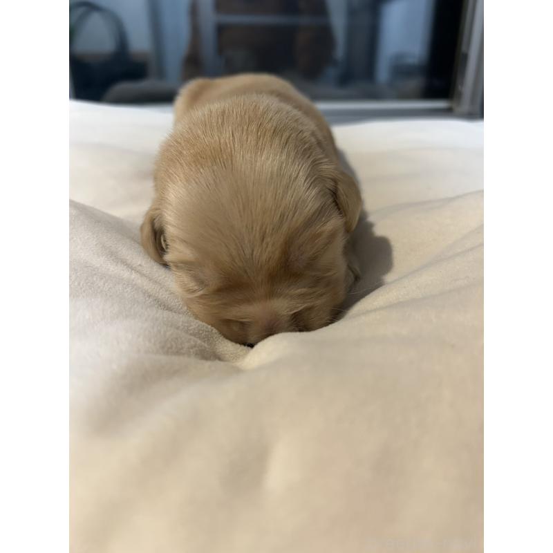 販売中の福岡県のゴールデンレトリーバー-439601の3枚目