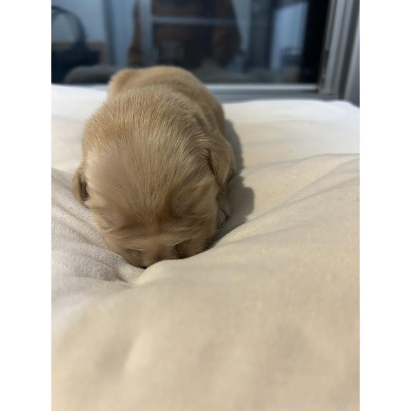 販売中の福岡県のゴールデンレトリーバー-439601の2枚目