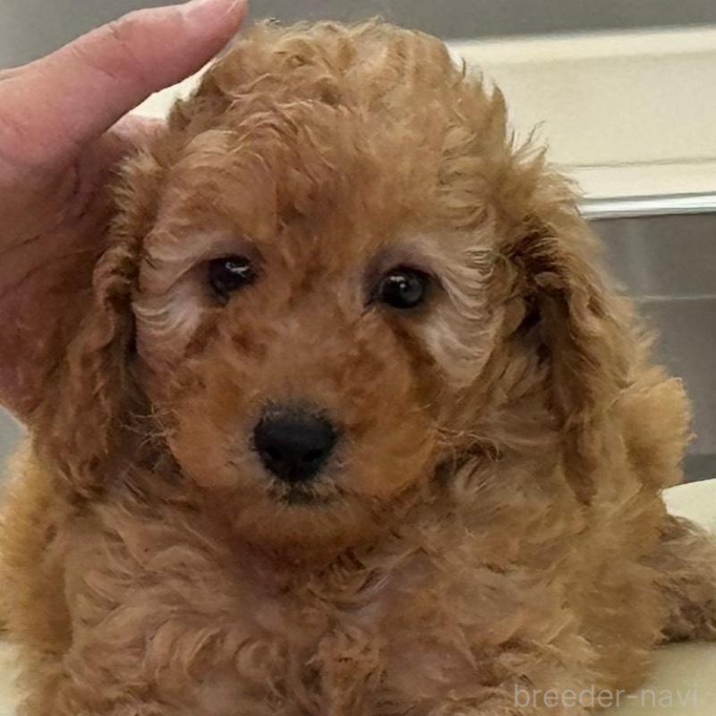 販売中の栃木県のミディアムプードル-439602の3枚目