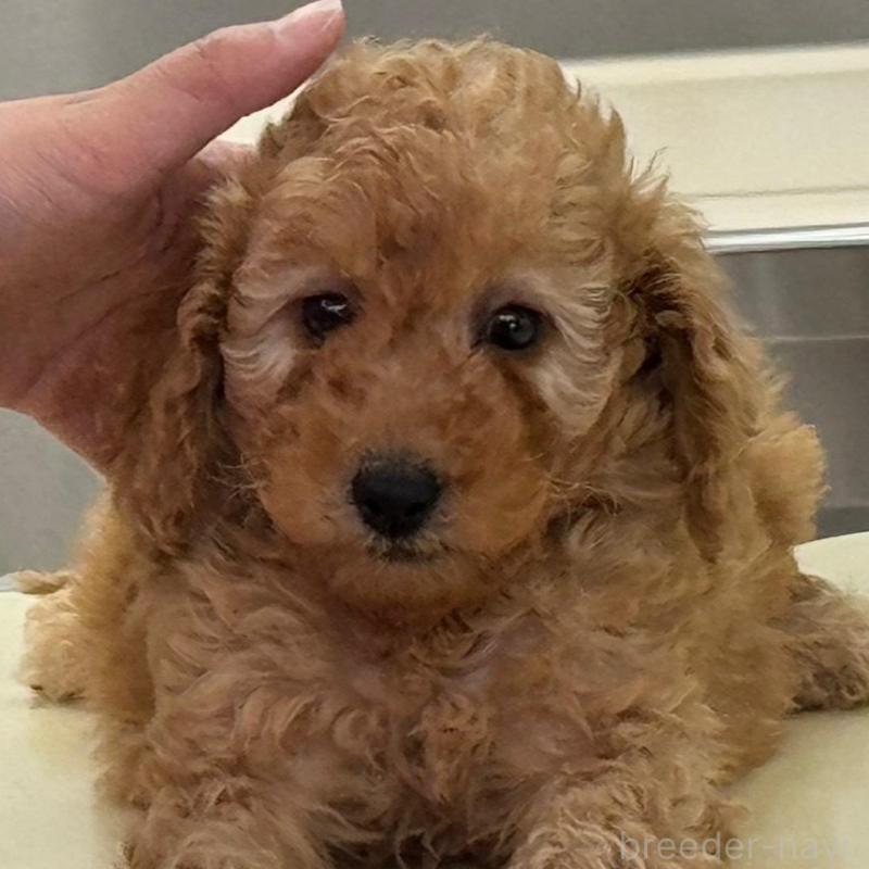 販売中の栃木県のミディアムプードル-439602の2枚目