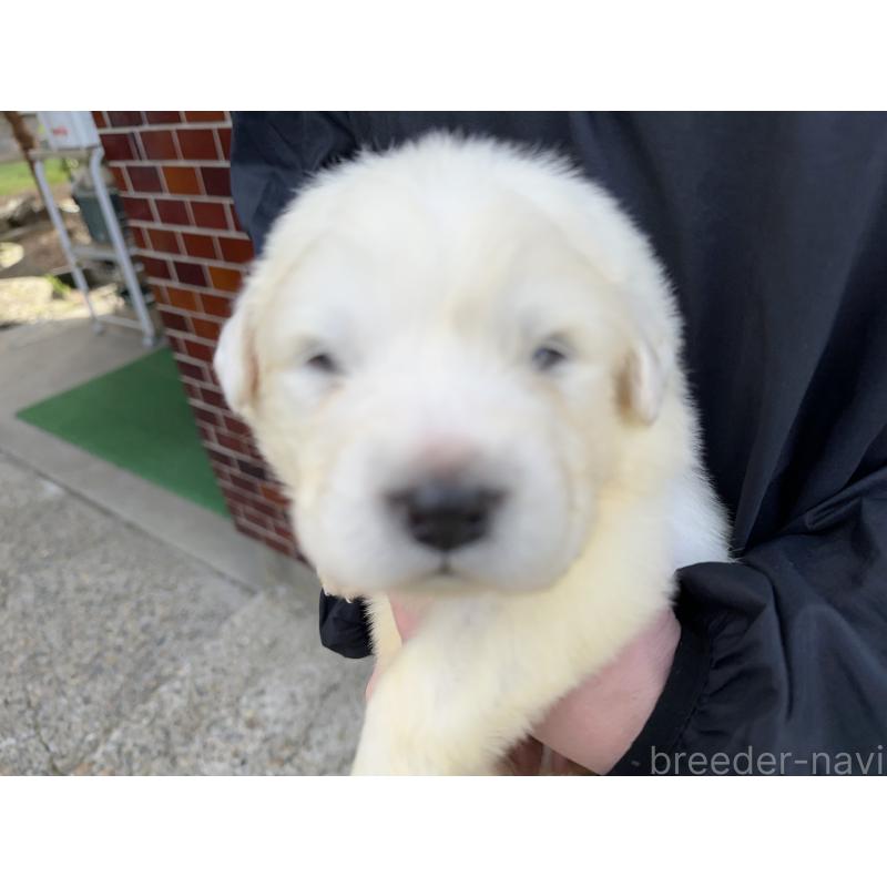 販売中の千葉県のグレートピレニーズ-439604の8枚目