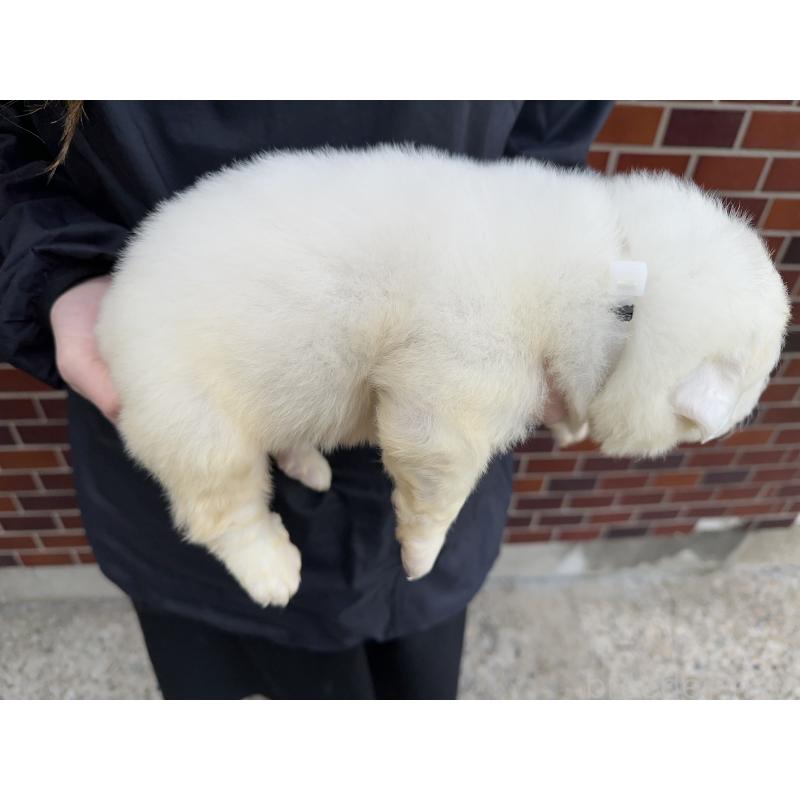 販売中の千葉県のグレートピレニーズ-439604の6枚目