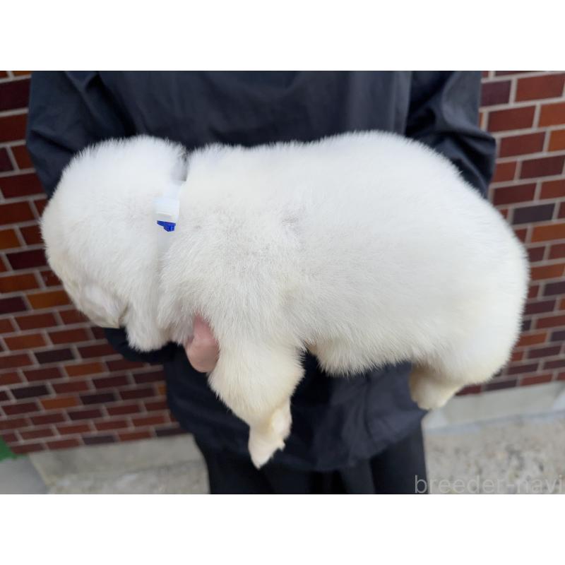 販売中の千葉県のグレートピレニーズ-439606の5枚目