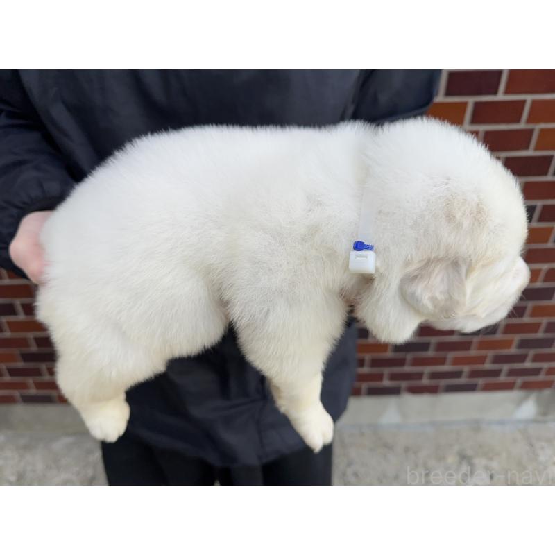 販売中の千葉県のグレートピレニーズ-439606の4枚目