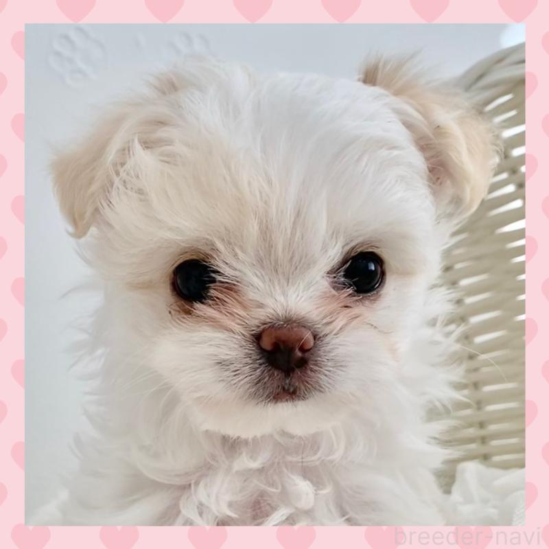 販売中の群馬県のチワマル:チワワ×マルチーズ-439608の1枚目