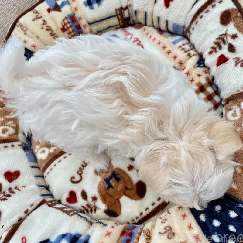 販売中の群馬県のチワマル:チワワ×マルチーズ-439608の13枚目