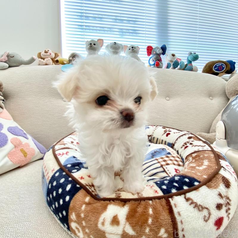 販売中の群馬県のチワマル:チワワ×マルチーズ-439608の12枚目