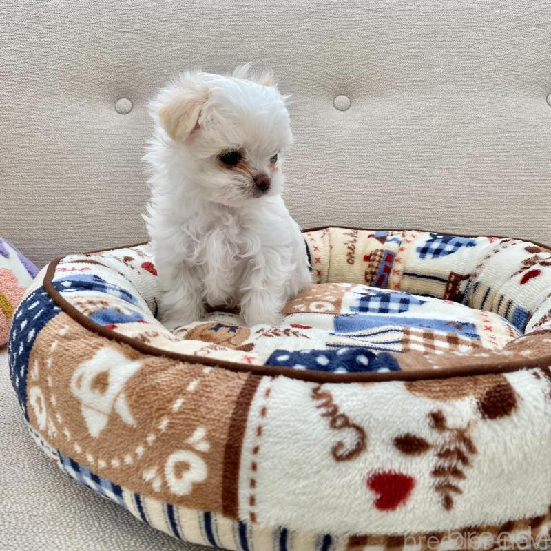 販売中の群馬県のチワマル:チワワ×マルチーズ-439608の11枚目