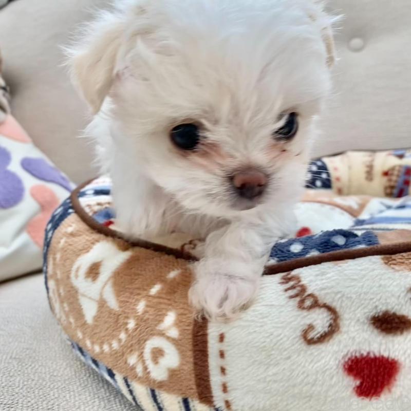 販売中の群馬県のチワマル:チワワ×マルチーズ-439608の9枚目
