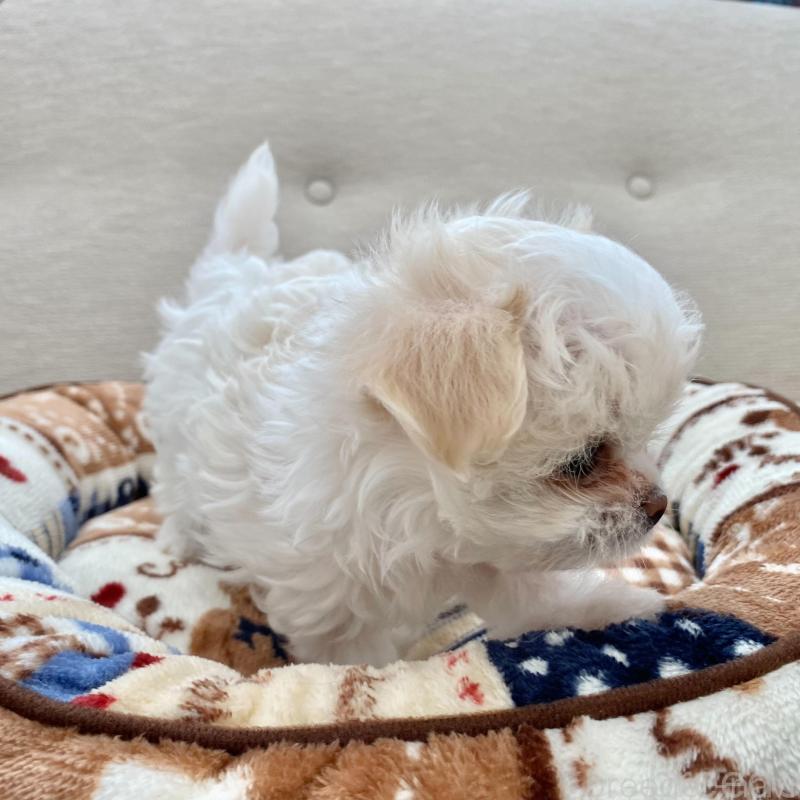 販売中の群馬県のチワマル:チワワ×マルチーズ-439608の8枚目