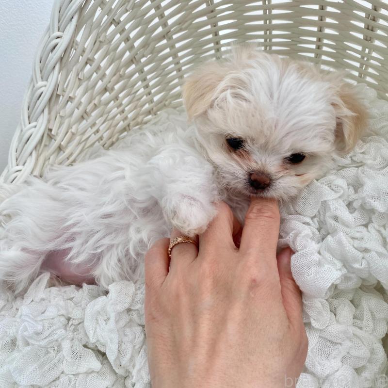 販売中の群馬県のチワマル:チワワ×マルチーズ-439608の7枚目