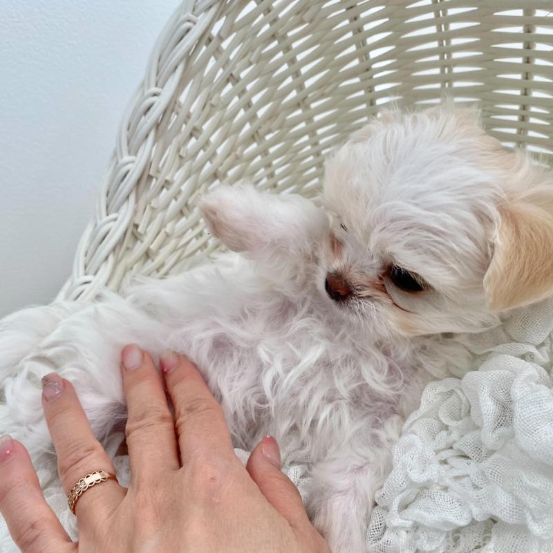 販売中の群馬県のチワマル:チワワ×マルチーズ-439608の6枚目