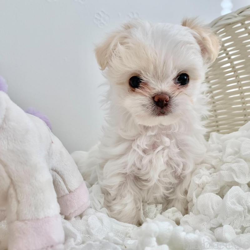 販売中の群馬県のチワマル:チワワ×マルチーズ-439608の5枚目