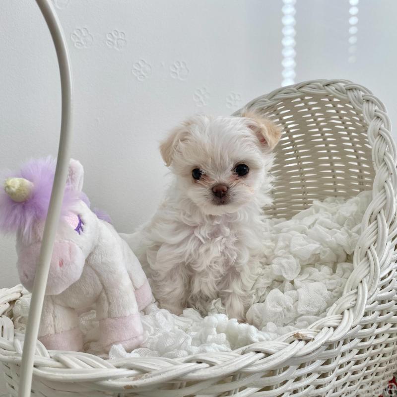 販売中の群馬県のチワマル:チワワ×マルチーズ-439608の4枚目