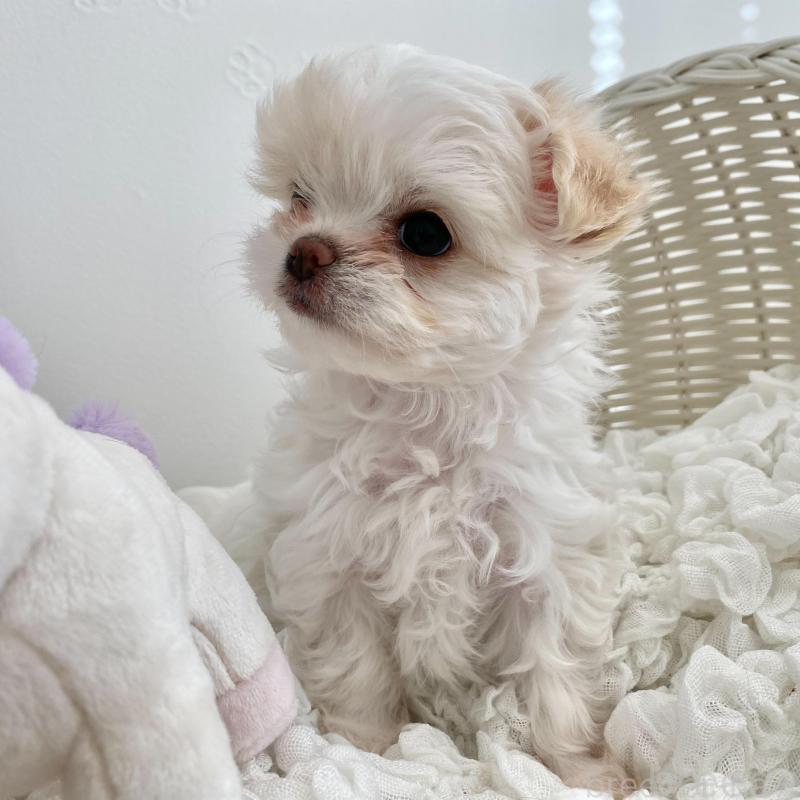 販売中の群馬県のチワマル:チワワ×マルチーズ-439608の3枚目