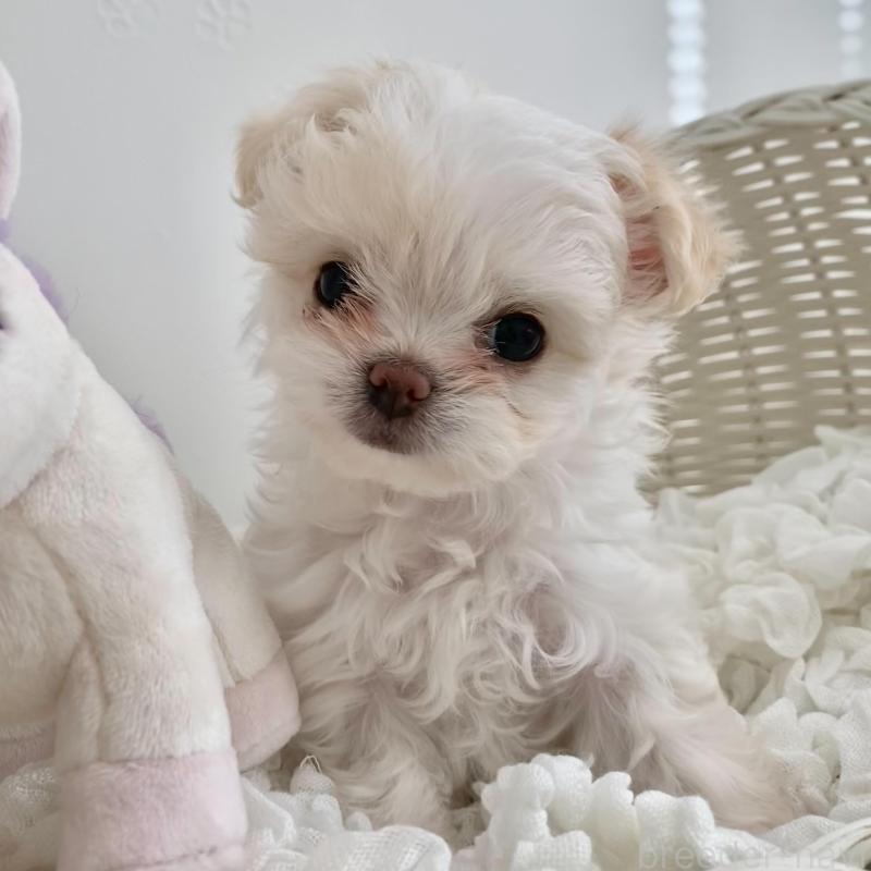 販売中の群馬県のチワマル:チワワ×マルチーズ-439608の2枚目