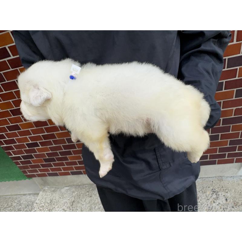 販売中の千葉県のグレートピレニーズ-439609の7枚目