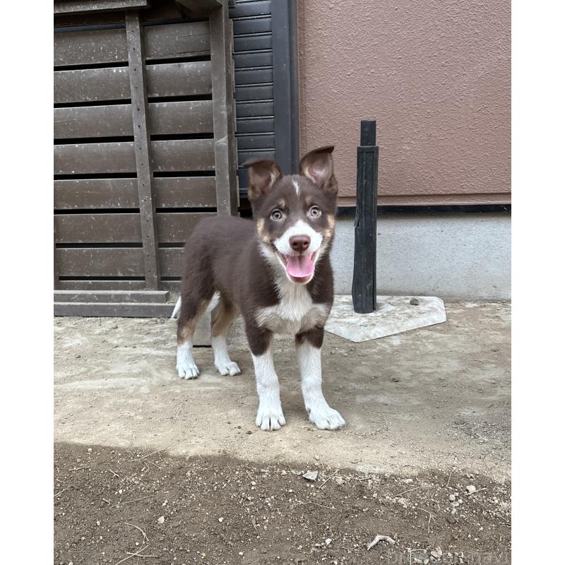 商談中の福岡県のボーダーコリー-432413の2枚目