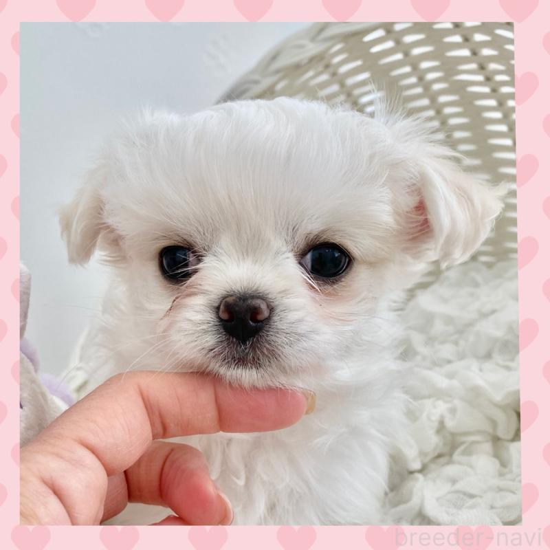 販売中の群馬県のチワマル:チワワ×マルチーズ-439610