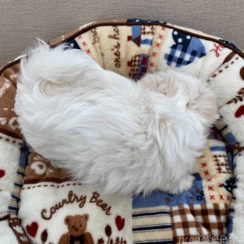 販売中の群馬県のチワマル:チワワ×マルチーズ-439610の9枚目