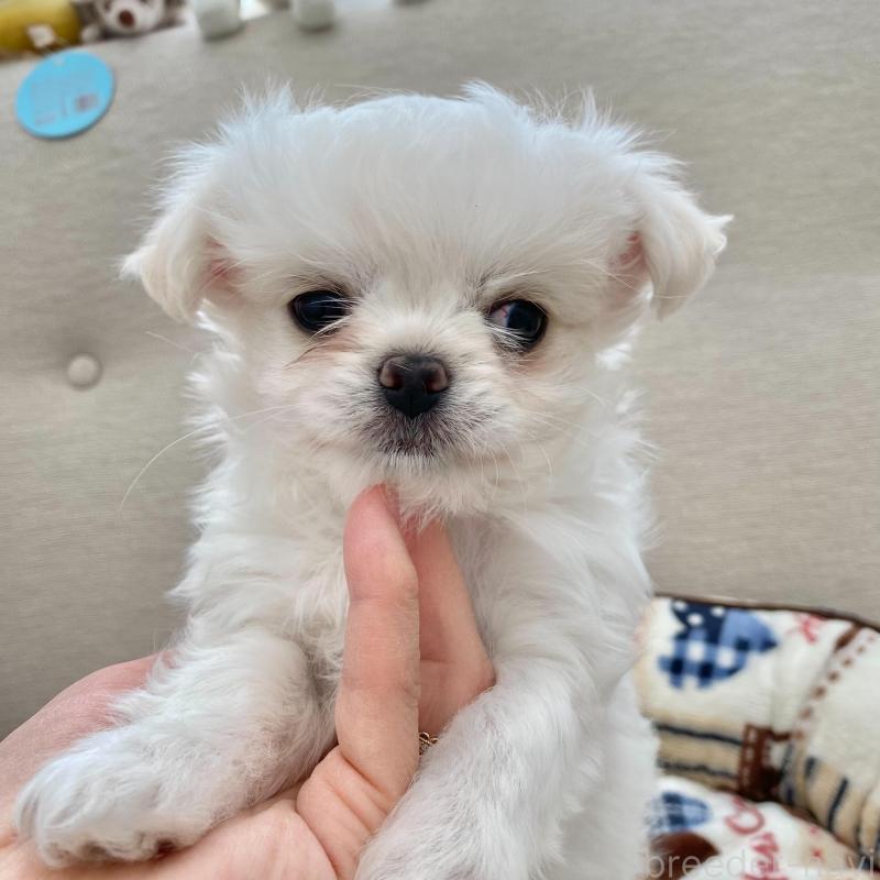 販売中の群馬県のチワマル:チワワ×マルチーズ-439610の7枚目