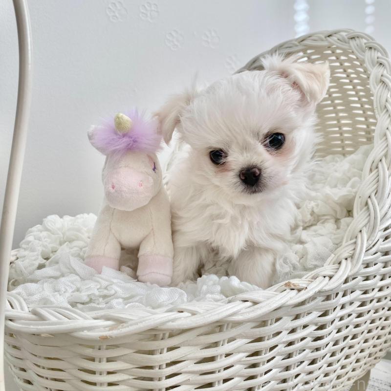 販売中の群馬県のチワマル:チワワ×マルチーズ-439610の5枚目