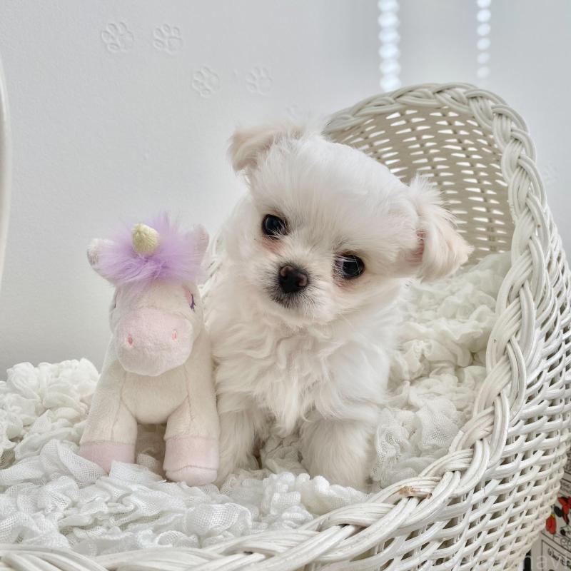 販売中の群馬県のチワマル:チワワ×マルチーズ-439610の4枚目